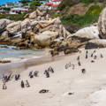 flock of south african penguins near beach house