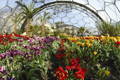 one of the biones at the eden project with rows or wild flowers and other botanical elements.