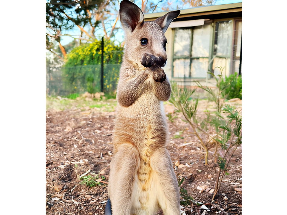 Luckystars Sanctuary Inc Voucher - Image 6