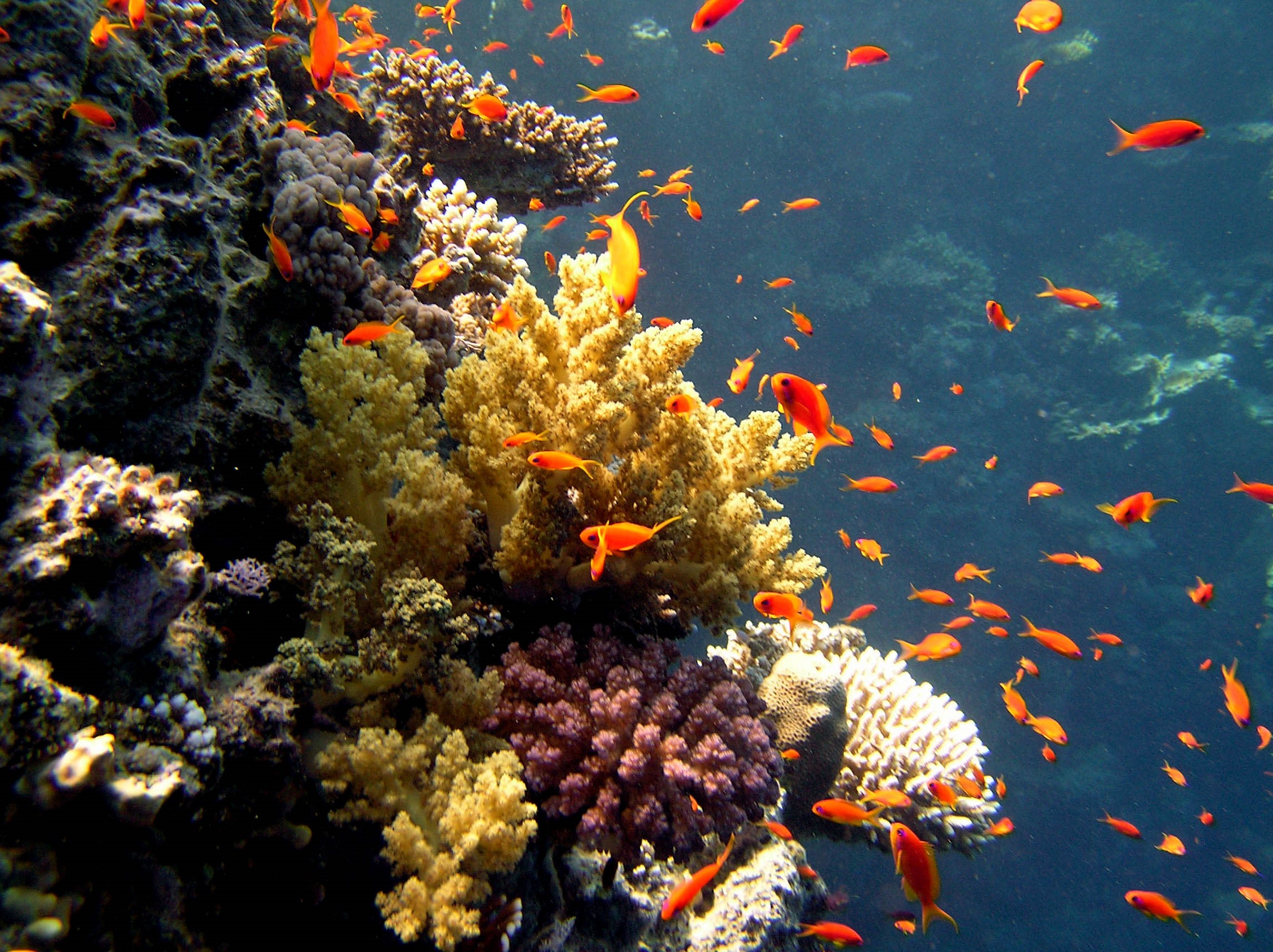 Водная среда обитатели растения. Водная среда обитания. Подводный мир красного моря. Морские растения. Вводная среда обитания.