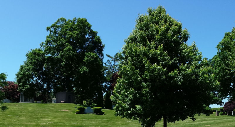 Friends of the Kensico Cemetery: Free Tree Planting Workshop