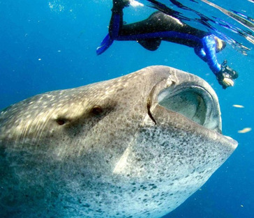 Мексика: плавание в океане с Китовыми Акулами и Гигантскими МантамиПрограмма группового тура: