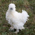 frizzled_white_silkie_chicken