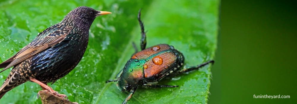 natural predators of japanese beetles