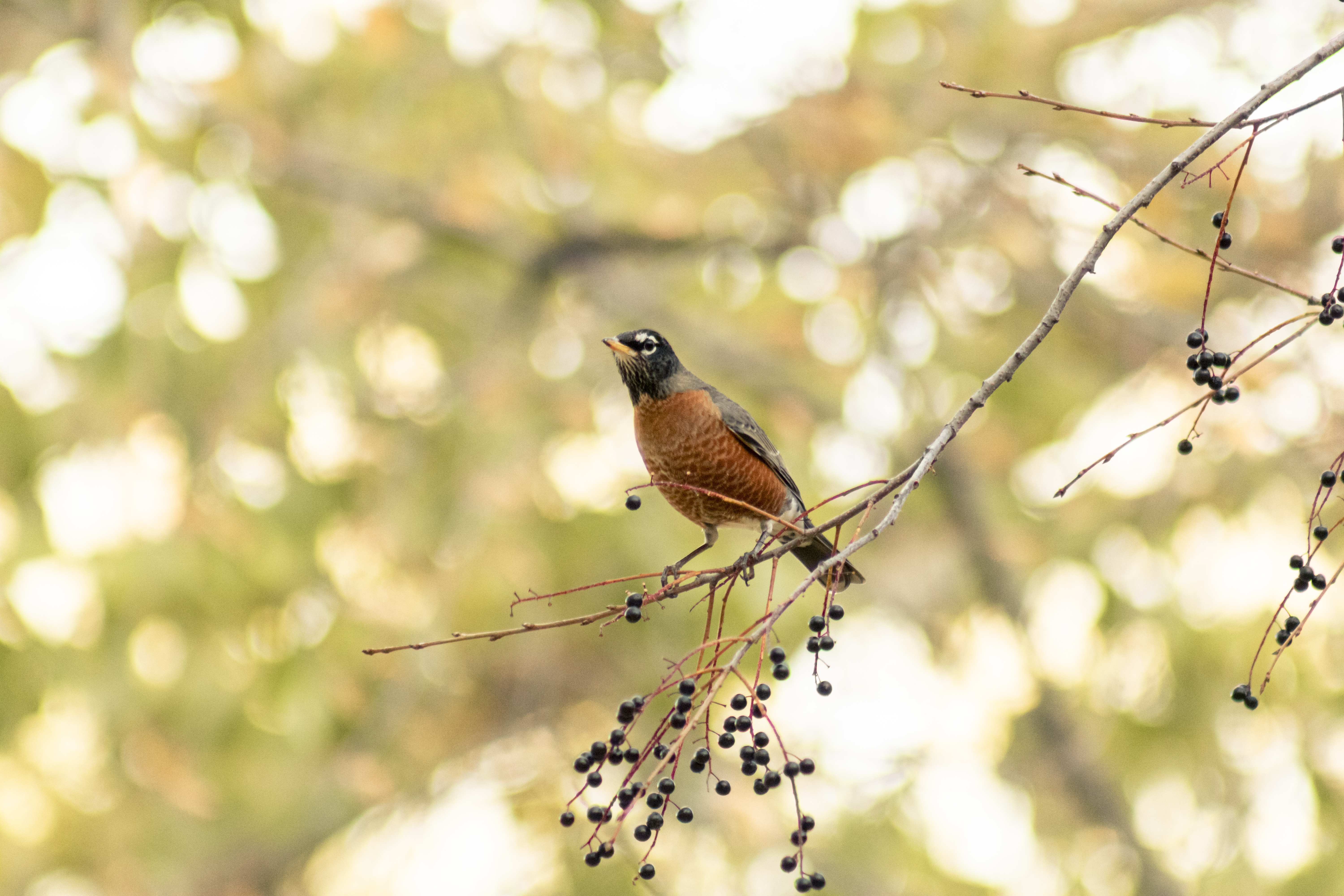 A robin sitting on an elderberry branch