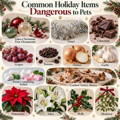 holiday foods and plants toxic to pets holiday home safety tips