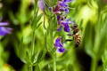 hyssop flowers