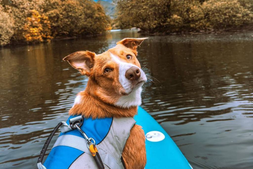 Paddleboarding and camping with your dog