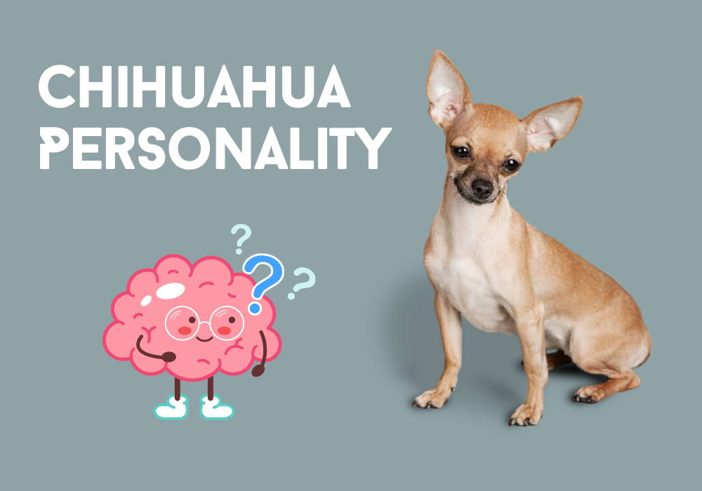 chihuahua personality
