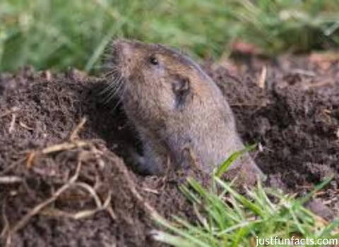 pocket_gopher_pushing_dirt_to_create_a_tunnel_system
