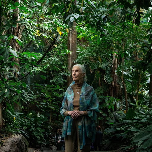 Learn how Jane Goodall is taking practical steps to protect and learn from chimpanzees to redefine the relationship between humans and animals.  