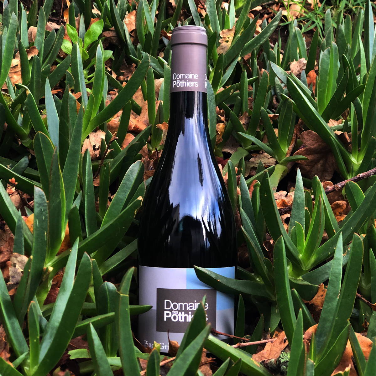 coup de foudre , igp aude, emmanuel taillez, domaine cazaban, joseph parcé, cabardès, languedoc, vin nature, vin bio, vin rouge, vin blanc, vin rosé, raw wine, organic wine, vin naturel, vin sans intrants, vin propre, vin sain, merlot, cabernet, syrah, grenache, mourvèdre, carignan, roussanne, vermentino, grenache blanc, montagne noire