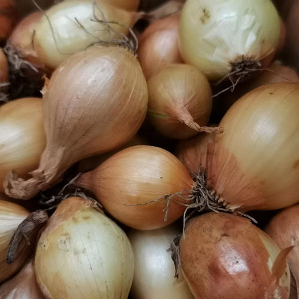 oignon-sauce-grelot
