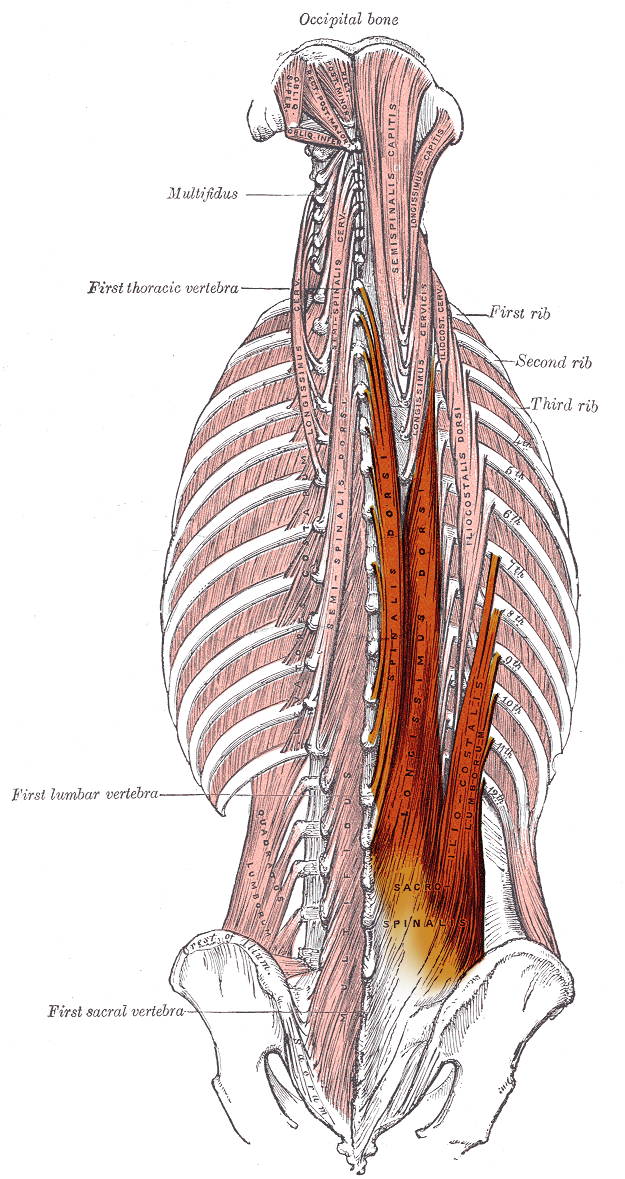 Erector Spinae Erector Spinae