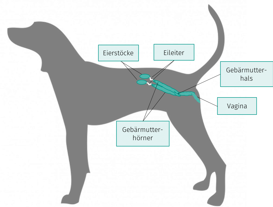 Hunde muschis