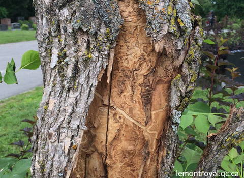 trees_and_plants_with_pests