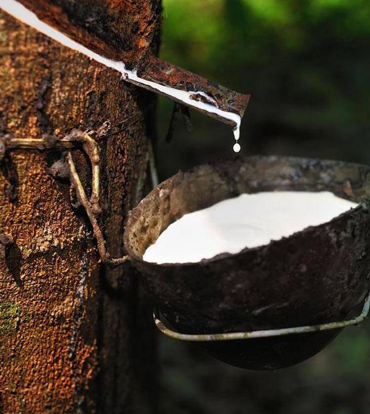 White sap trickling down a rubber tree that is being tapped. 