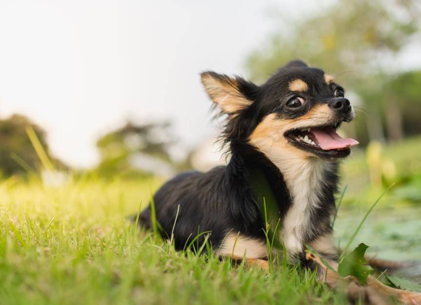 chihuahua suffering from diabetes