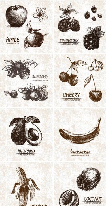 Hand drawn fruits - нарисованные карандашом фрукты