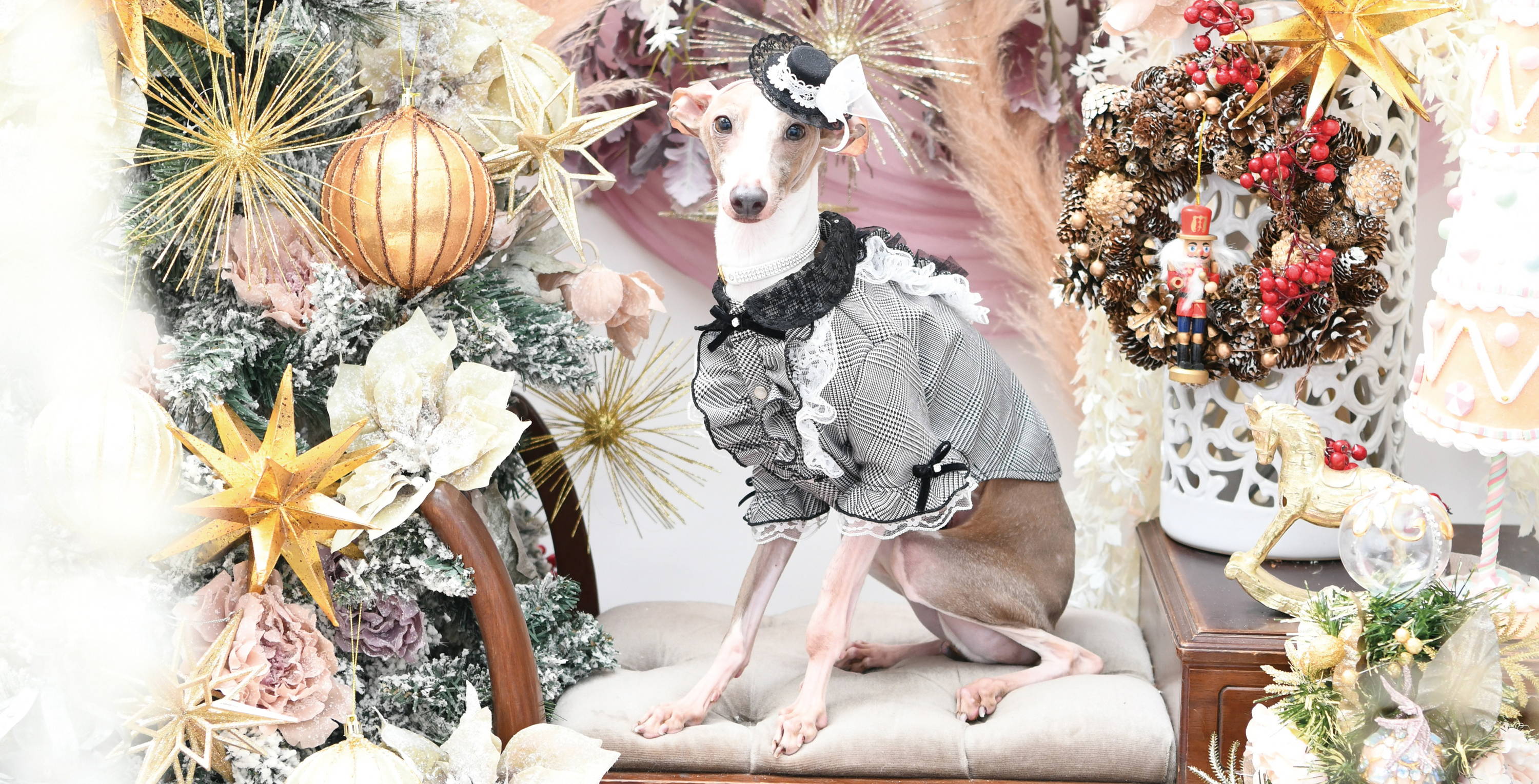 Luxebirdie（リュクスバーディ）|小型犬とのリュクスな生活を楽しむ