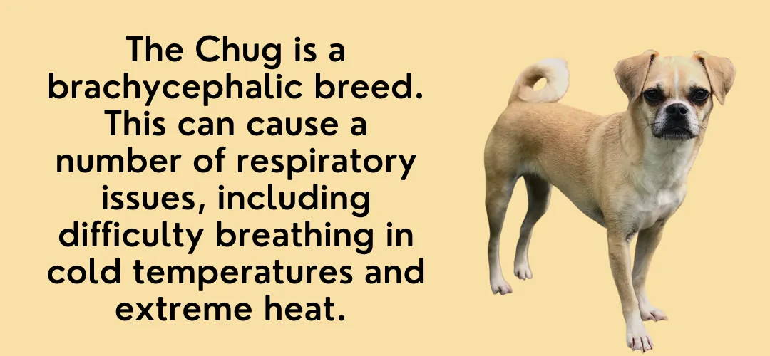 chihuahua and pug mix