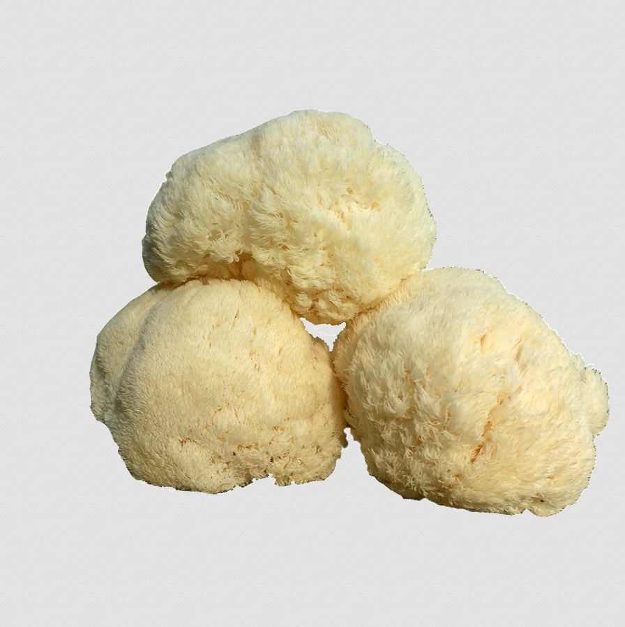 Concentrated Organic Lion's Mane Powder - Image 5