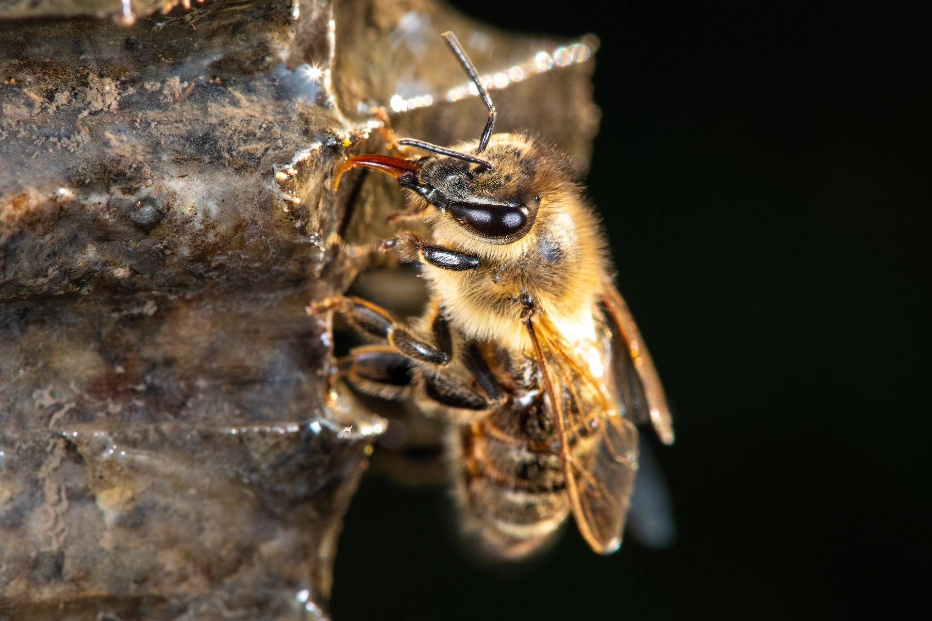 Bienen sammelt Wasser
