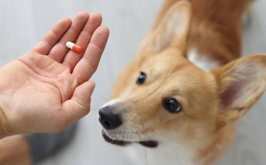 Hand holding a turmeric supplement as a Corgi waits patiently to be fed the vitamin