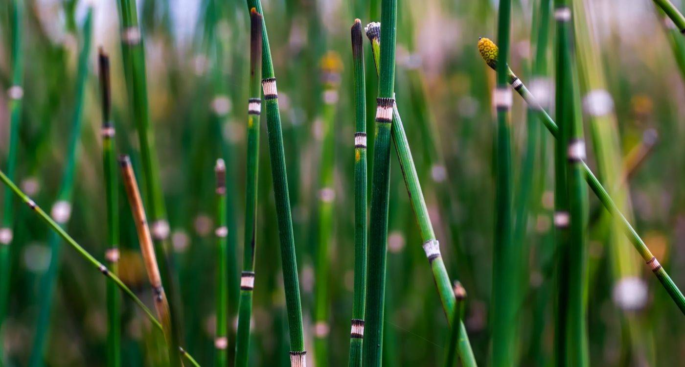 horsetail-herb-health-benefits