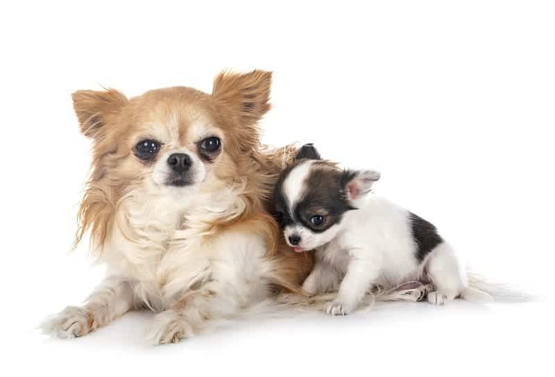how long do chihuahuas stay pregnant