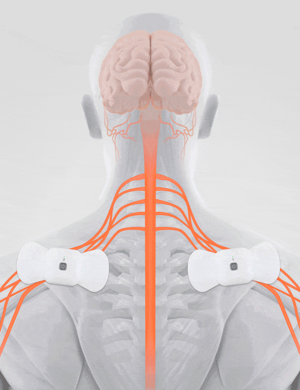 Illustration of the Wellue wireless TENS therapy pods placed on the upper back and shoulders, showing how gentle electrical pulses travel through the nerves toward the brain to help reduce pain signals