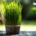 Fresh wheat grass in a potted plant basking in the sunlight.