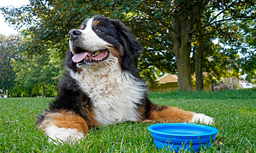 Infographic showing how hot weather affects pets including body temperature and cooling mechanisms