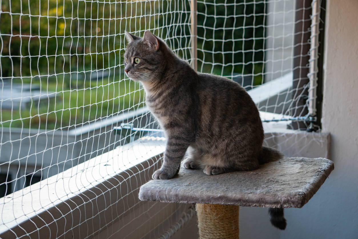 cat on a balcony on cat-tower with beautiful nature in the background