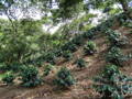 Kaffeepflanzen an den Steilhängen der Farm Rancho La Victoria in Mexiko im Schatten eines naturbelassenen Waldes.