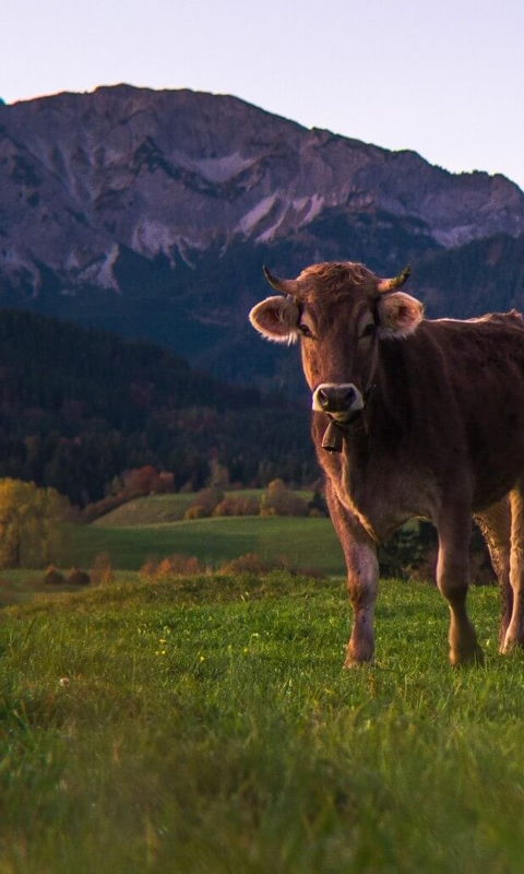 Kühe im Allgäu auf der Weide im Sommer