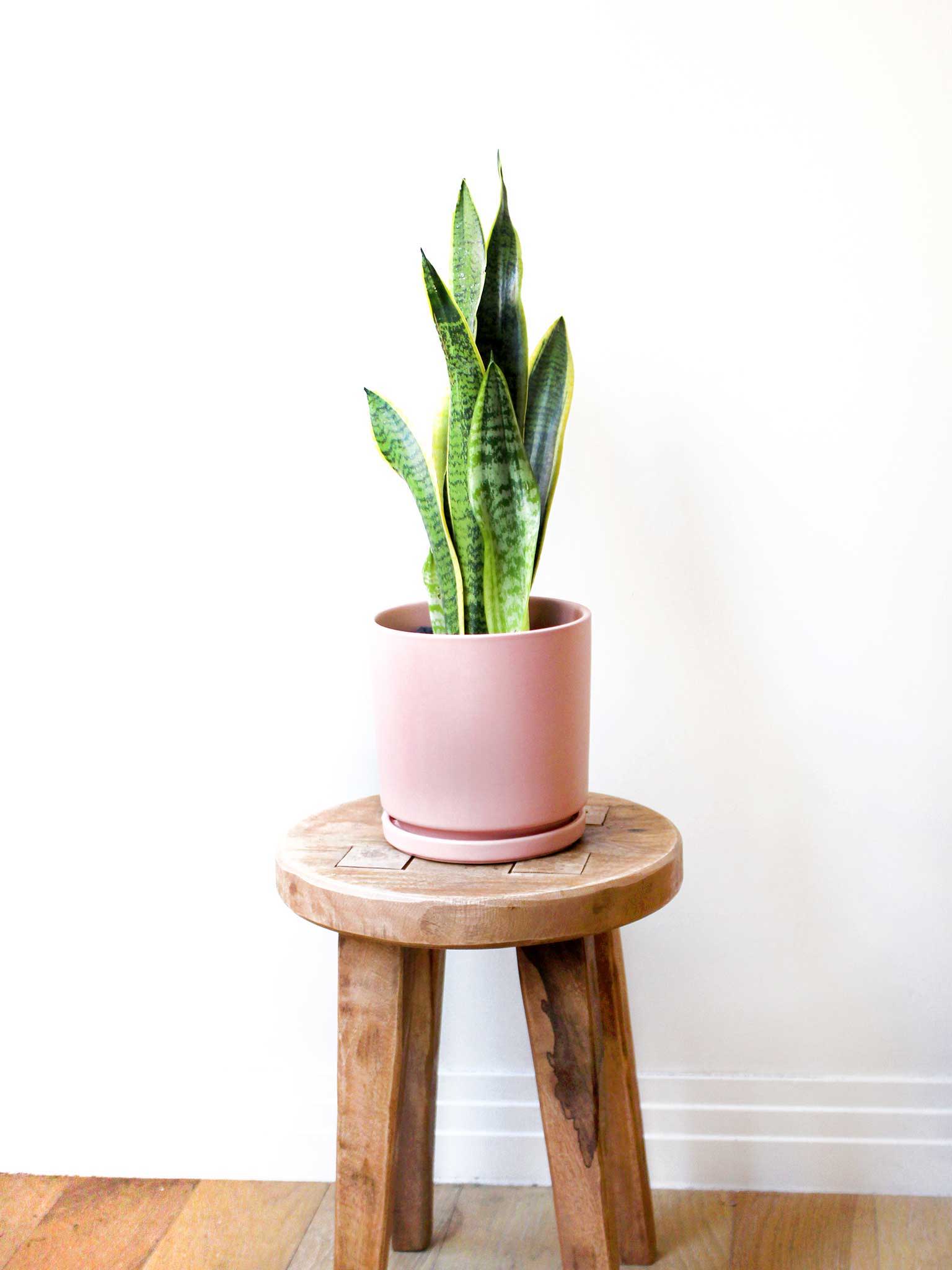 Snake plant potted on a stool