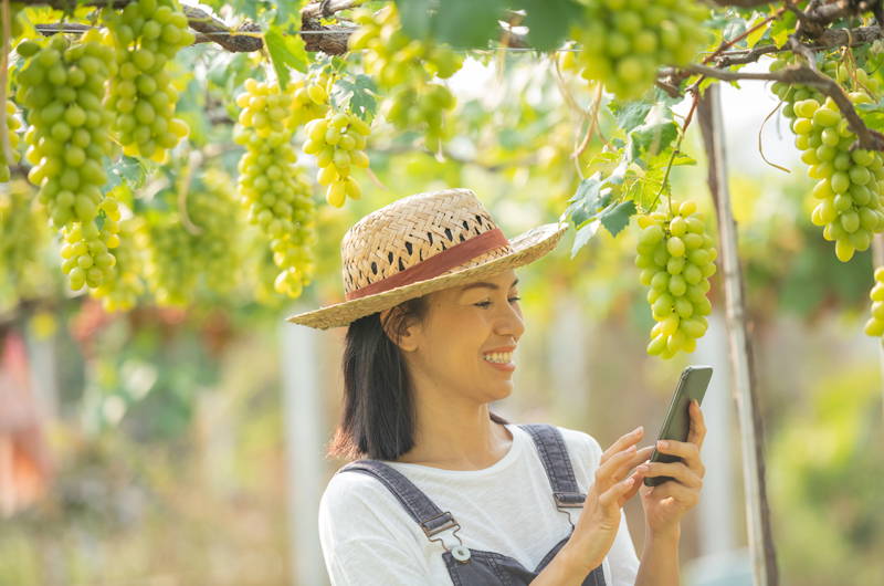 ไร่องุ่น