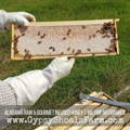 perfect-frame-of-capped-honey-gypsy-shoals-farm-apiary