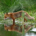 Fox looking into water
