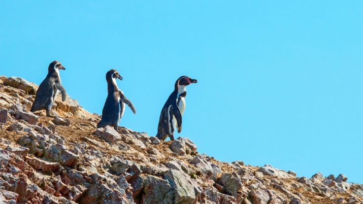 Situated off the Pacific coast, the Ballestas Islands are a haven for wildlife enthusiasts, offering the chance to witness sea lions, penguins, and an array of seabirds in their natural habitat