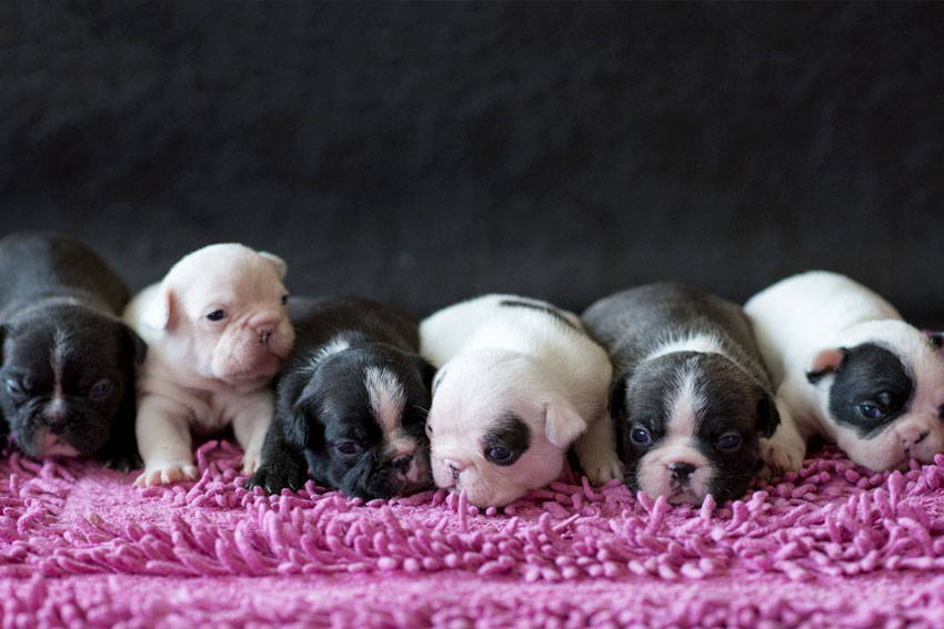 french bulldog newborn