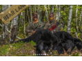 5 Day Black Bear Hunt in Maine