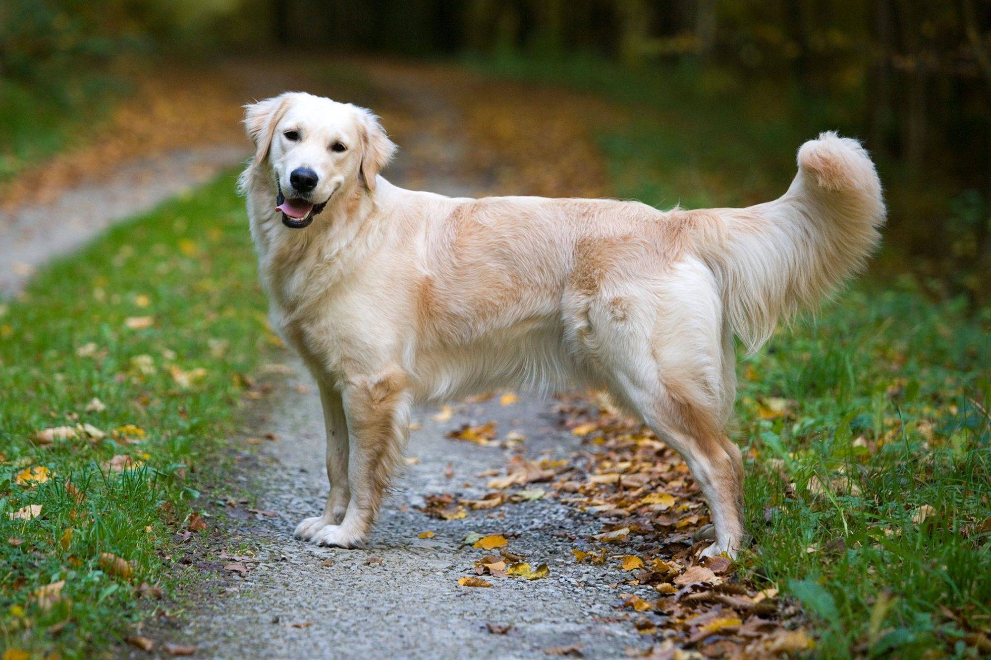 chihuahua golden retriever mix