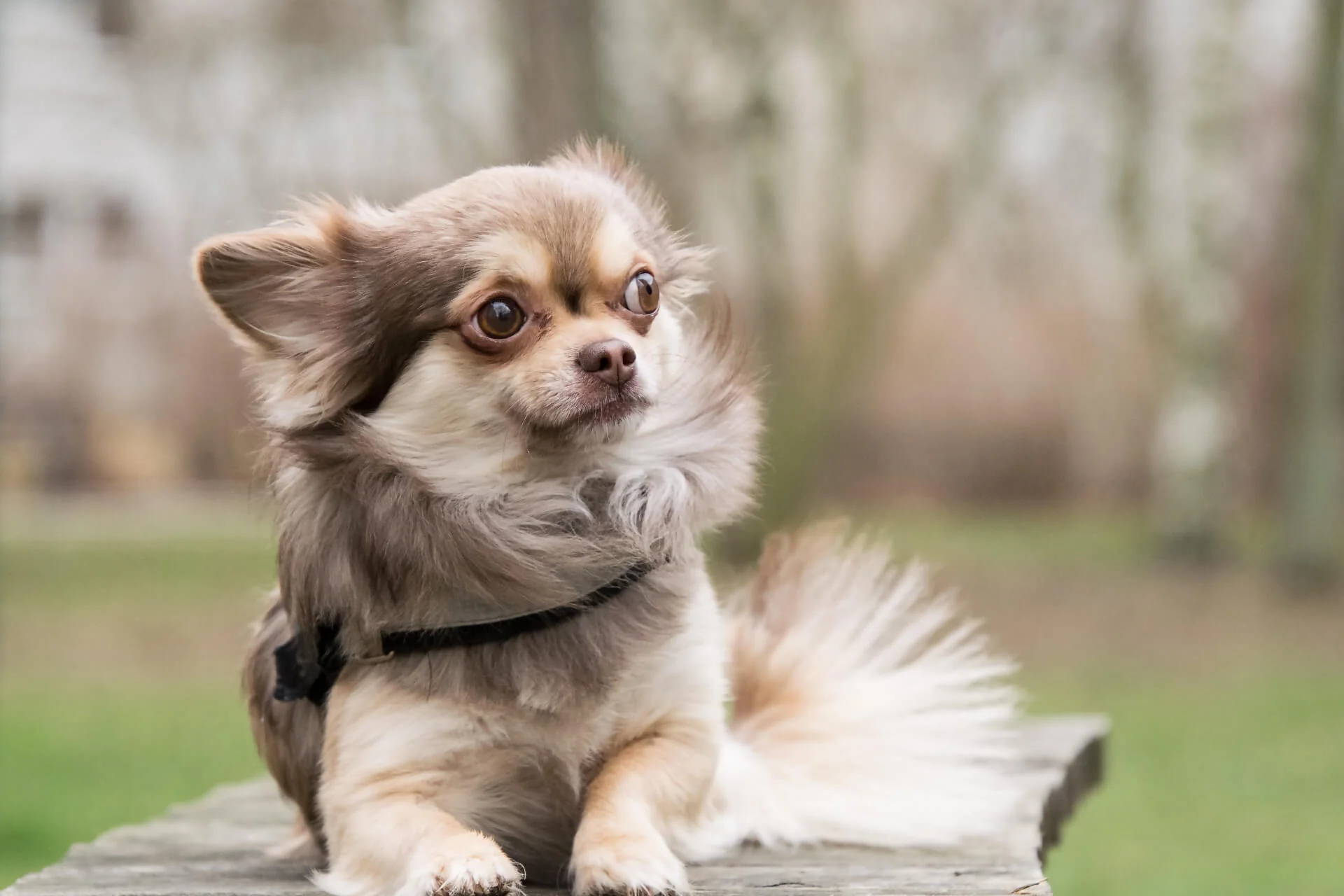 fluffly chihuahua