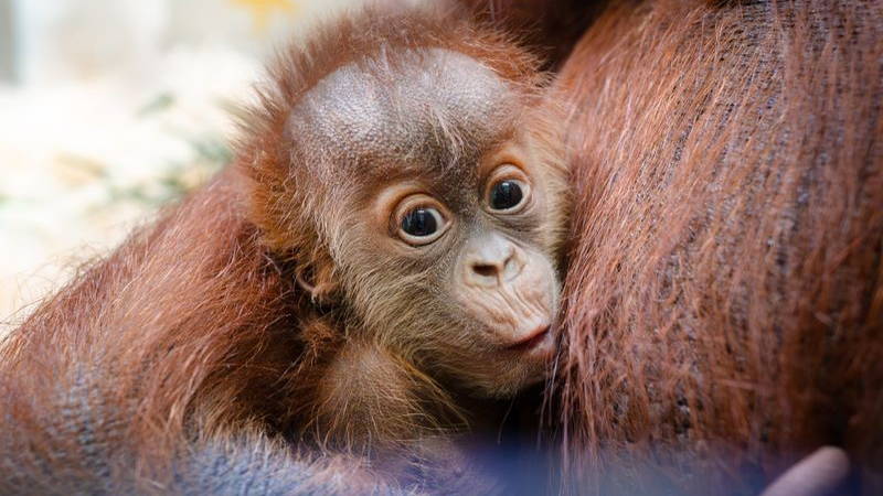 Image may contain: Animal, Mammal, Monkey, Wildlife, and Orangutan
