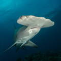 Hammerhead shark swimming in the sea