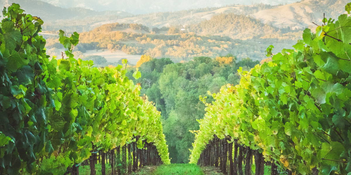 View inside a vineyard extending downhill portraying the rising of temperatures effecting the growing of grapes.