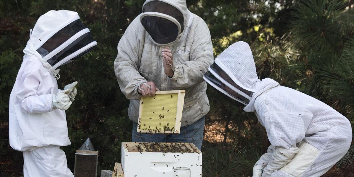 Why do honey Bees Matter? : Kids edition Workshop– with Whitney Meagher promotional image