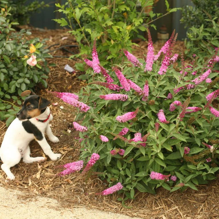 Pink butterfly bush with puppy sitting next to the shrub